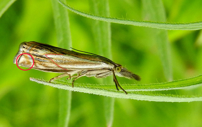 Crambus lathoniellus s.....Chrysoteuchia culmella no !!!!